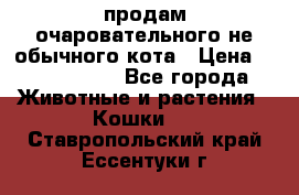 продам очаровательного не обычного кота › Цена ­ 7 000 000 - Все города Животные и растения » Кошки   . Ставропольский край,Ессентуки г.